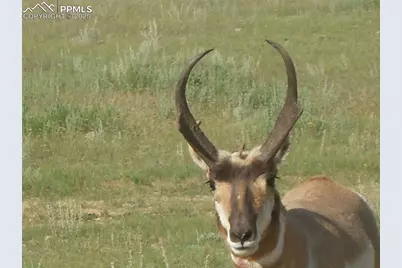 463 Snowshoe Lane, Lake George, CO 80827 - Photo 9