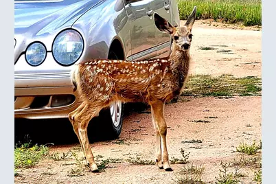 891 S Mountain Estates Road, Florissant, CO 80816 - Photo 35