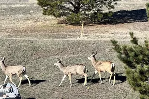 1682 Deer Creek Rd, Monument, CO 80132 - Photo 39
