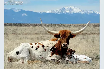 20523 Silverado Hill View, Colorado Springs, CO 80928 - Photo 5