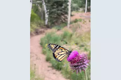 325 Willow Road, Divide, CO 80814 - Photo 39