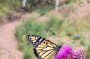 325 Willow Rd, Divide, CO 80814 - Photo 39