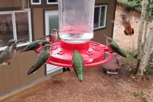 325 Willow Rd, Divide, CO 80814 - Photo 35