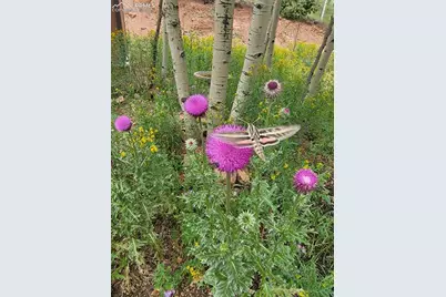 325 Willow Road, Divide, CO 80814 - Photo 41