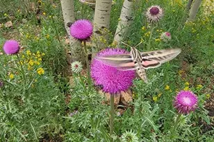 325 Willow Rd, Divide, CO 80814 - Photo 41