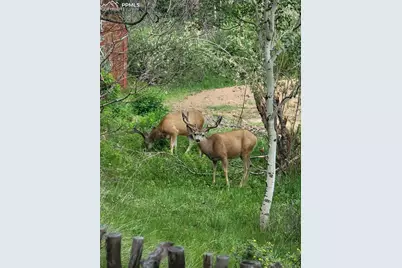 325 Willow Road, Divide, CO 80814 - Photo 33