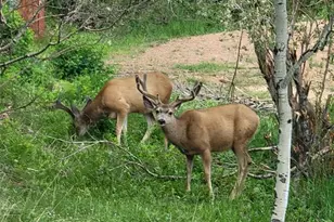 325 Willow Rd, Divide, CO 80814 - Photo 33