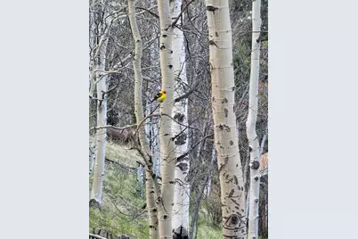 325 Willow Road, Divide, CO 80814 - Photo 43