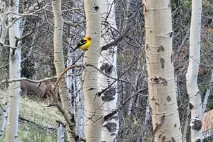 325 Willow Rd, Divide, CO 80814 - Photo 43