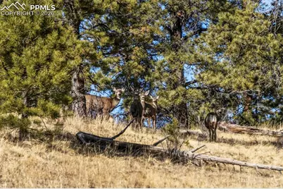 0 County Road 12, Florissant, CO 80816 - Photo 31