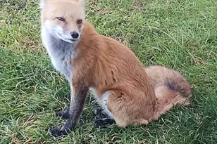 123 S Seventh St, Victor, CO 80860 - Photo 41