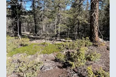 228 Alpine Drive, Florissant, CO 80816 - Photo 7