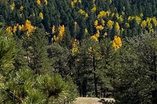 1652 Penrose Cir, Cripple Creek, CO 80813 - Photo 23