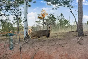 1157 Ptarmigan Dr, Woodland Park, CO 80863 - Photo 41