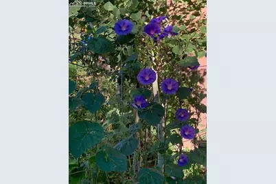 101 Trump Avenue, Colorado Springs, CO 80909 - Photo 43