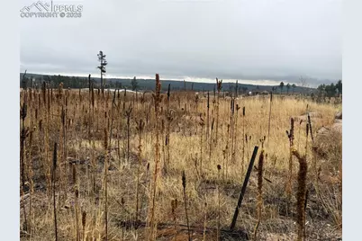 13810 Wildoak Drive, Black Forest, CO 80908 - Photo 9