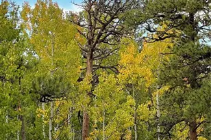 3800 Doe Valley Rd, Guffey, CO 80820 - Photo 41