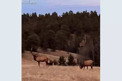 413 W Lake Drive, Divide, CO 80814 - Photo 49