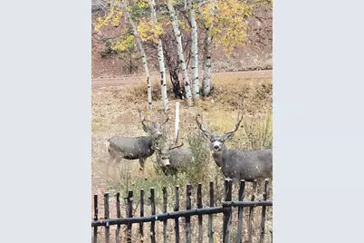 325 Willow Road, Divide, CO 80814 - Photo 29