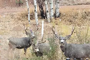 325 Willow Rd, Divide, CO 80814 - Photo 29