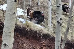 325 Willow Rd, Divide, CO 80814 - Photo 31