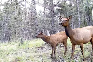 4797 Co Rd 42, Divide, CO 80814 - Photo 47