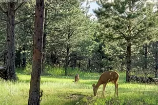12855 Murphy Rd, Elbert, CO 80106 - Photo 49