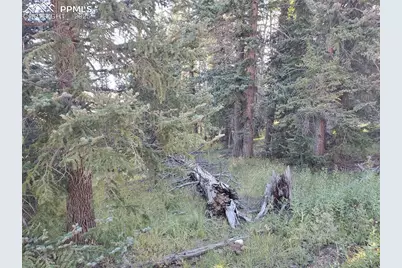 309 Pinaceae Heights, Divide, CO 80814 - Photo 17