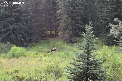 10223 Trail Creek Road, Florissant, CO 80816 - Photo 19