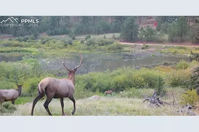 10223 Trail Creek Road, Florissant, CO 80816 - Photo 5
