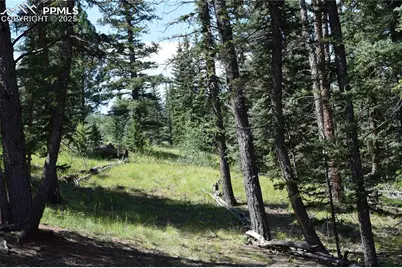 10223 Trail Creek Road, Florissant, CO 80816 - Photo 41