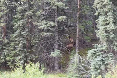 10223 Trail Creek Road, Florissant, CO 80816 - Photo 21