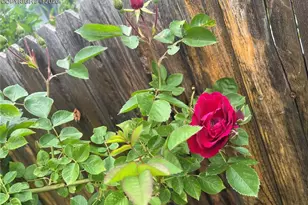 210 Mesa Ave, Manitou Springs, CO 80829 - Photo 43