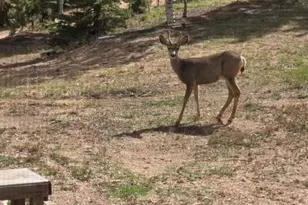 399 Saguache Dr, Florissant, CO 80816 - Photo 39