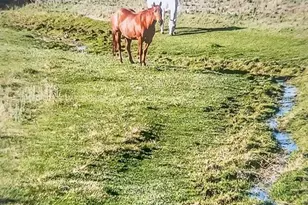 6597 S Hwy 83, Franktown, CO 80116 - Photo 15