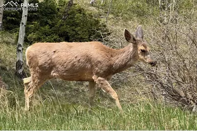416 Willow Road, Divide, CO 80814 - Photo 13
