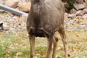 290 Cobblestone Dr, Colorado Springs, CO 80906 - Photo 27