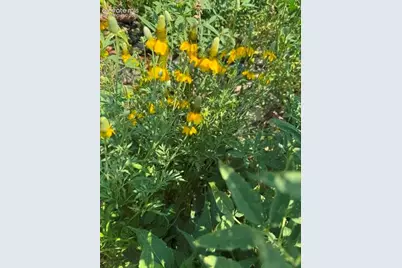 974 W Bison Creek Trail, Divide, CO 80814 - Photo 11