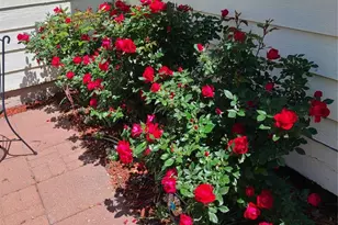 5110 Fennel Dr, Colorado Springs, CO 80911 - Photo 13