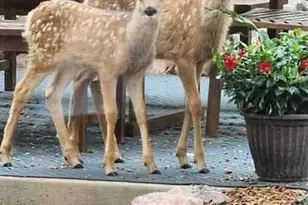 1580 Capadaro Ct, Monument, CO 80132 - Photo 43