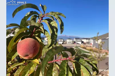 6639 Enclave Vista Loop, Colorado Springs, CO 80924 - Photo 47