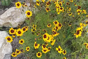 6639 Enclave Vista Loop, Colorado Springs, CO 80924 - Photo 45