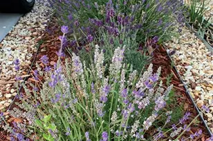 6210 Stonefly Dr, Colorado Springs, CO 80924 - Photo 39