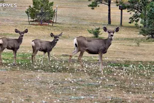 11935 Conestoga Trail, Elbert, CO 80106 - Photo 41