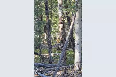 899 Little Topsey Drive, Cripple Creek, CO 80813 - Photo 31