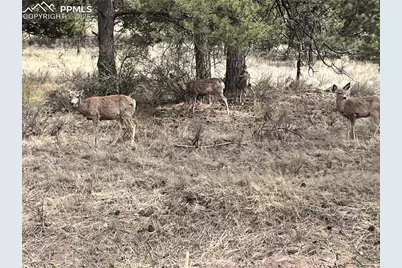 1234 Edelweiss Drive, Westcliffe, CO 81252 - Photo 27
