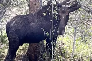 595 Bird Point Rd, Florissant, CO 80816 - Photo 35