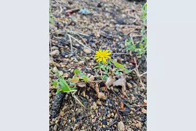 1117 Appleby Drive, Sedalia, CO 80135 - Photo 29