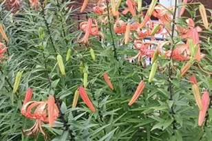 50 N Dartmouth St, Colorado Springs, CO 80911 - Photo 39