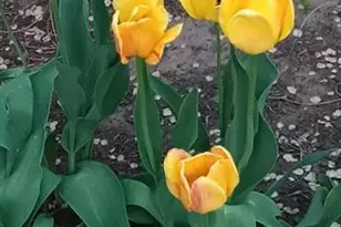 50 N Dartmouth St, Colorado Springs, CO 80911 - Photo 45